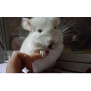 龙猫冬天怎么过冬 龙猫冬天怕冷吗