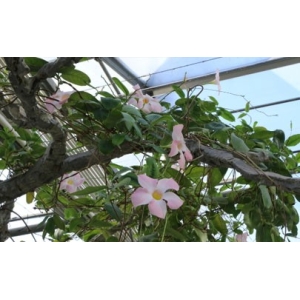 飘香藤啥时候扦插合适 飘香藤怎么扦插成活率高