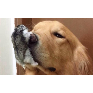 把仓鼠打一顿他会记仇吗 刚养仓鼠怎么训练