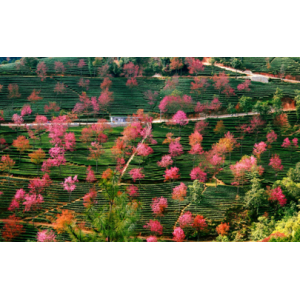 无量山樱花谷有住宿吗 大理到无量山樱花谷有多远