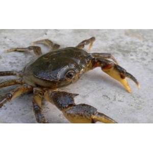 螃蟹吐泡泡还能活几个小时 螃蟹吐泡泡需要加水吗