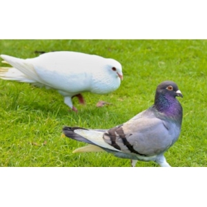 家养鸽子会传染冠状病毒吗 疫情期间能不能吃鸽子