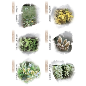 春日这些常见的花草，原来都是中药