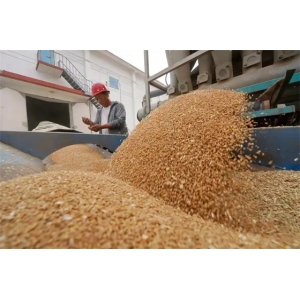 河南夏粮产量将保持总体稳定 多措并举应对旱情不利影响