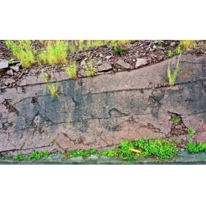 长度仅1.8厘米！中国南方首次发现白垩纪哺乳形类足迹