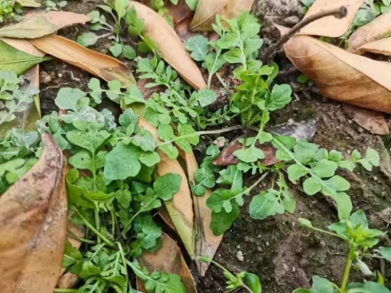 春天的味道：野菜与诗词的不解之缘(图1)